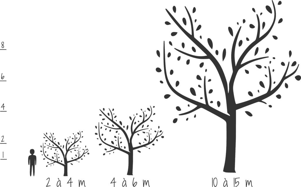 Porte greffes dessin vigueur arbre fruitier