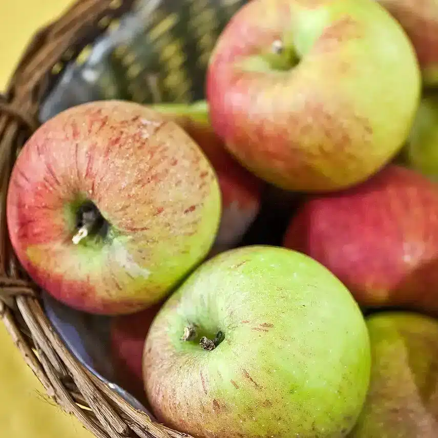 Pomme Pilot