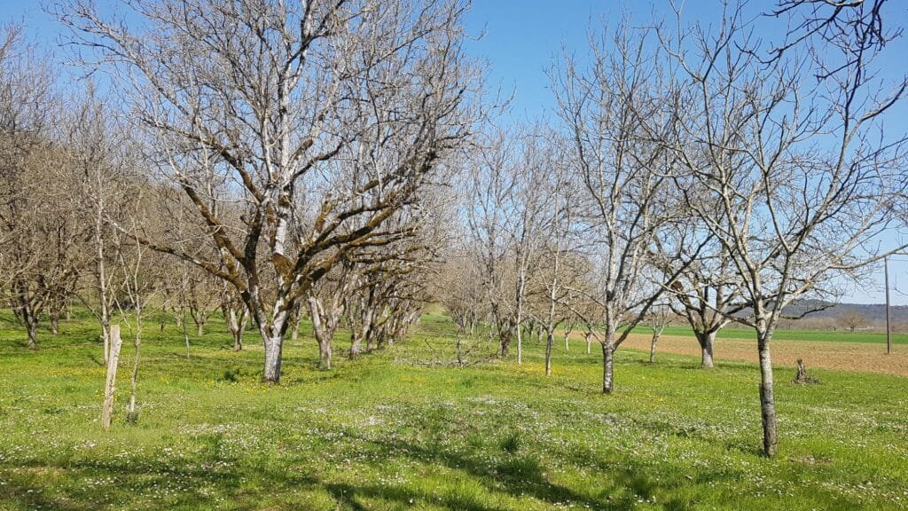 verger noyer plein vent pépinière fruitier La Ferme de Margaux