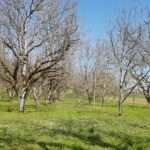 verger noyer plein vent pépinière fruitier La Ferme de Margaux
