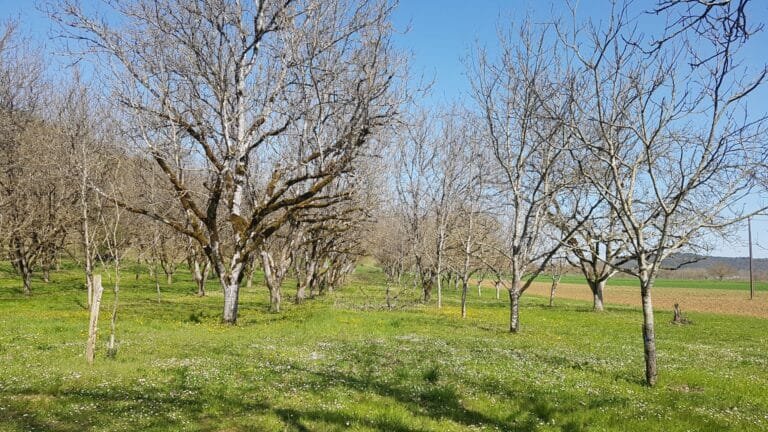 verger noyer plein vent pépinière fruitier La Ferme de Margaux