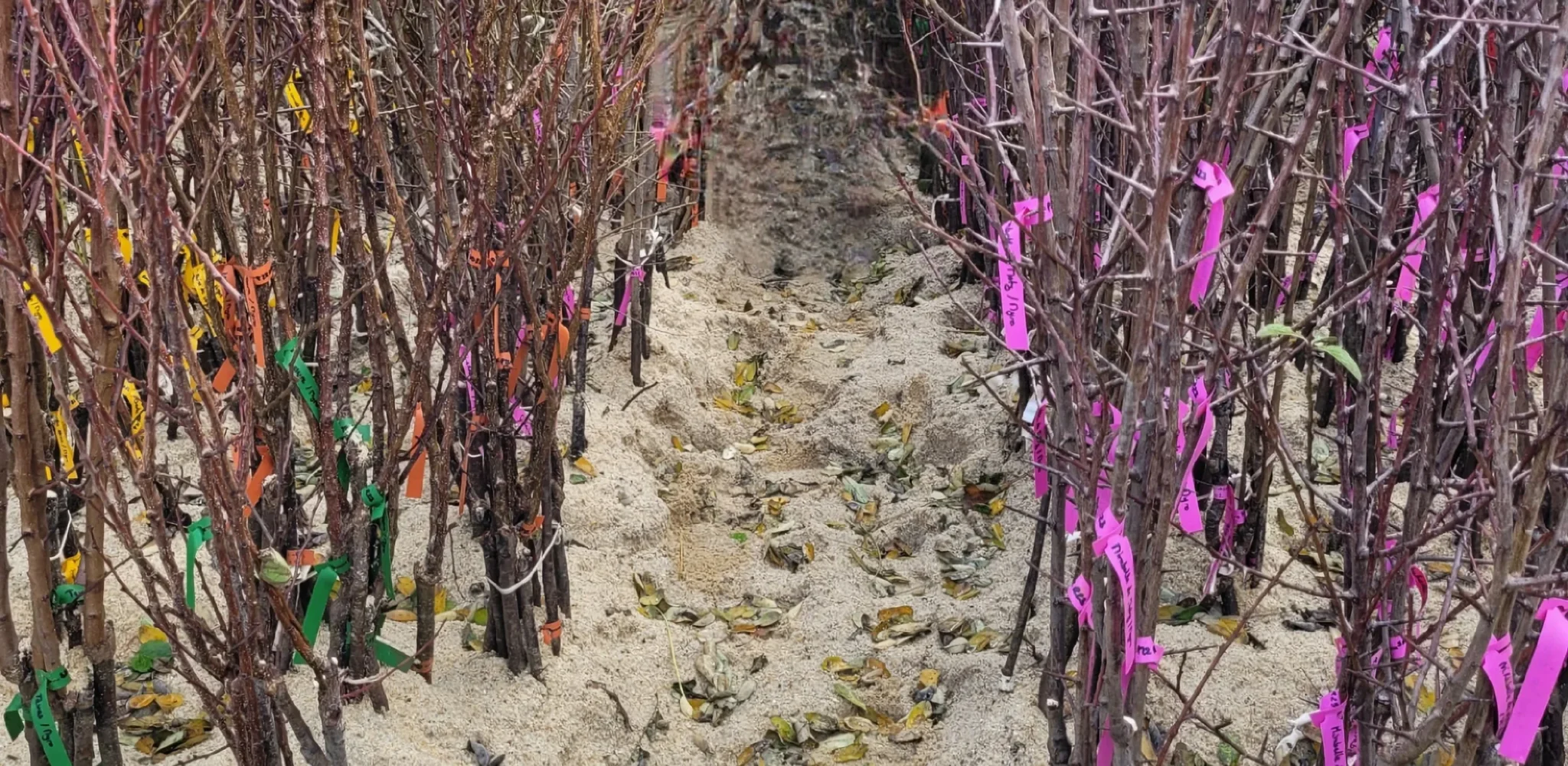 Plants en jauge pépinière fruitier La Ferme de Margaux