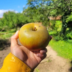 Pomme Belle de Boskoop