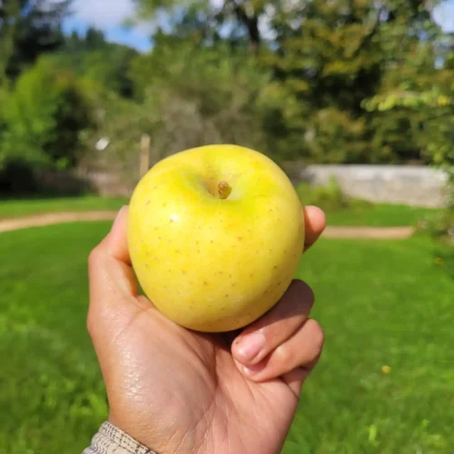 Pommier Golden Delicious