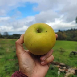 Pomme Belchard Chanteclerc