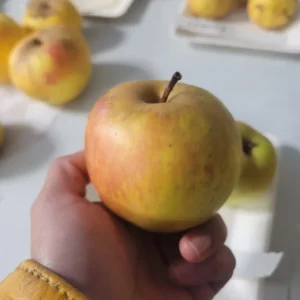 Pomme Sainte Germaine ou Comte