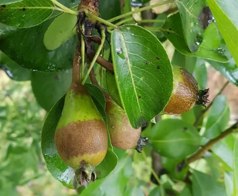 Anneau de gel poire