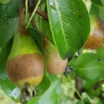 Anneau de gel poire