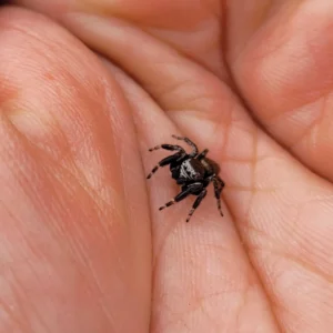 araignée sauteuse