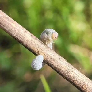 Chenille
