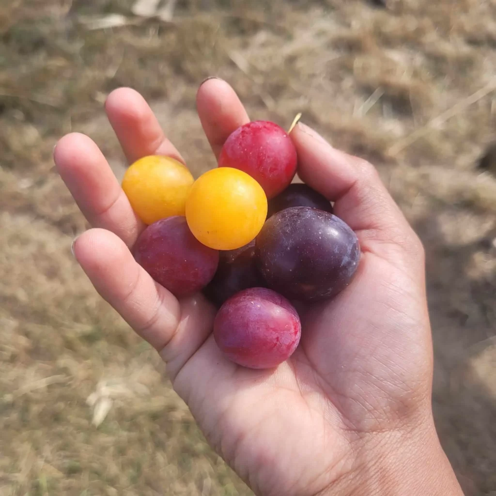 Diversité prunes myrobolan