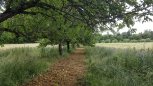 Entretien verger plein vent variétés anciennes