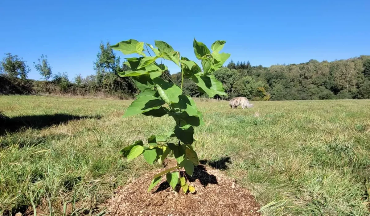 Hovenia dulcis