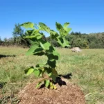 Hovenia dulcis