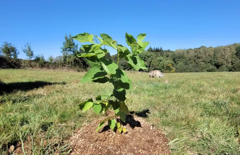 Hovenia dulcis