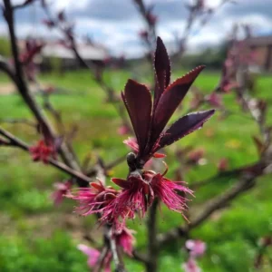floraison pecher Rubira
