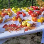 Table presentation pomme varietes anciennes