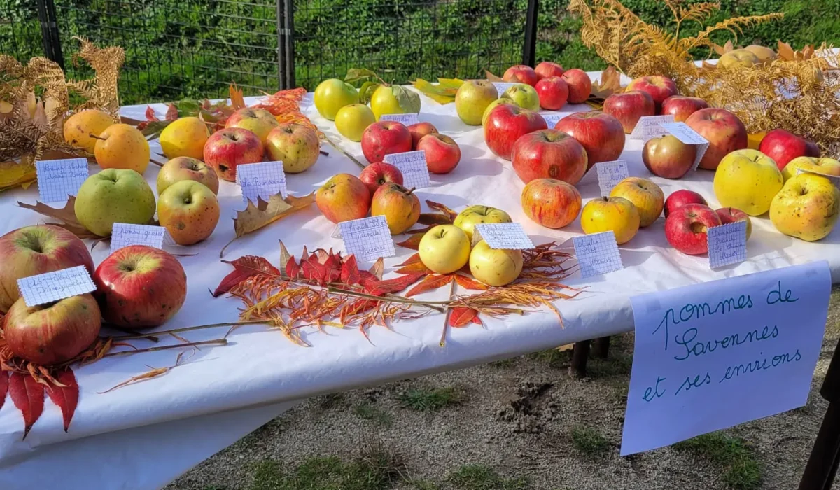Table presentation pomme varietes anciennes