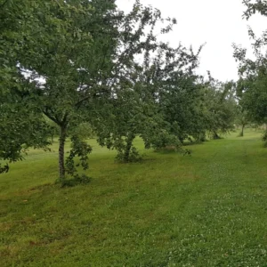 Verger plein vent variétés anciennes limousin auvergne