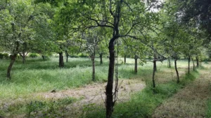 Verger plein vent variétés anciennes limousin auvergne