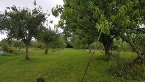 Verger plein vent variétés anciennes limousin auvergne