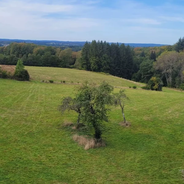 arbre plein vent prairie pépinière fruitier La Ferme de Margaux