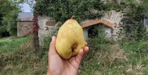 poire Marguerite Marillat - poirier Marguerite Marillat