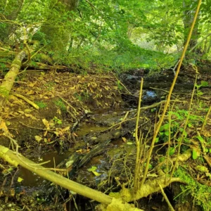 cours d'eau en forêt pépinière fruitier La Ferme de Margaux