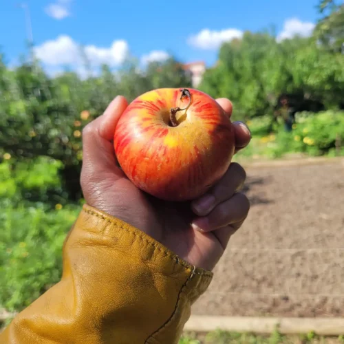 Pommier Reine des reinettes