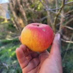 Pomme Double Belle Fleur Rouge