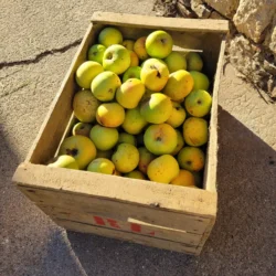 Pomme Bousière