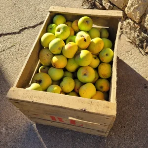 Pomme Bousière