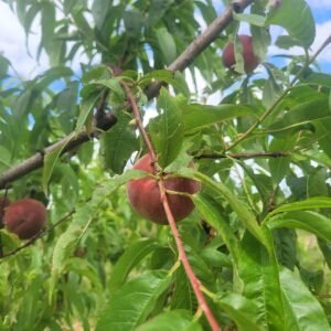 Pêche Charles Roux - La ferme de Margaux