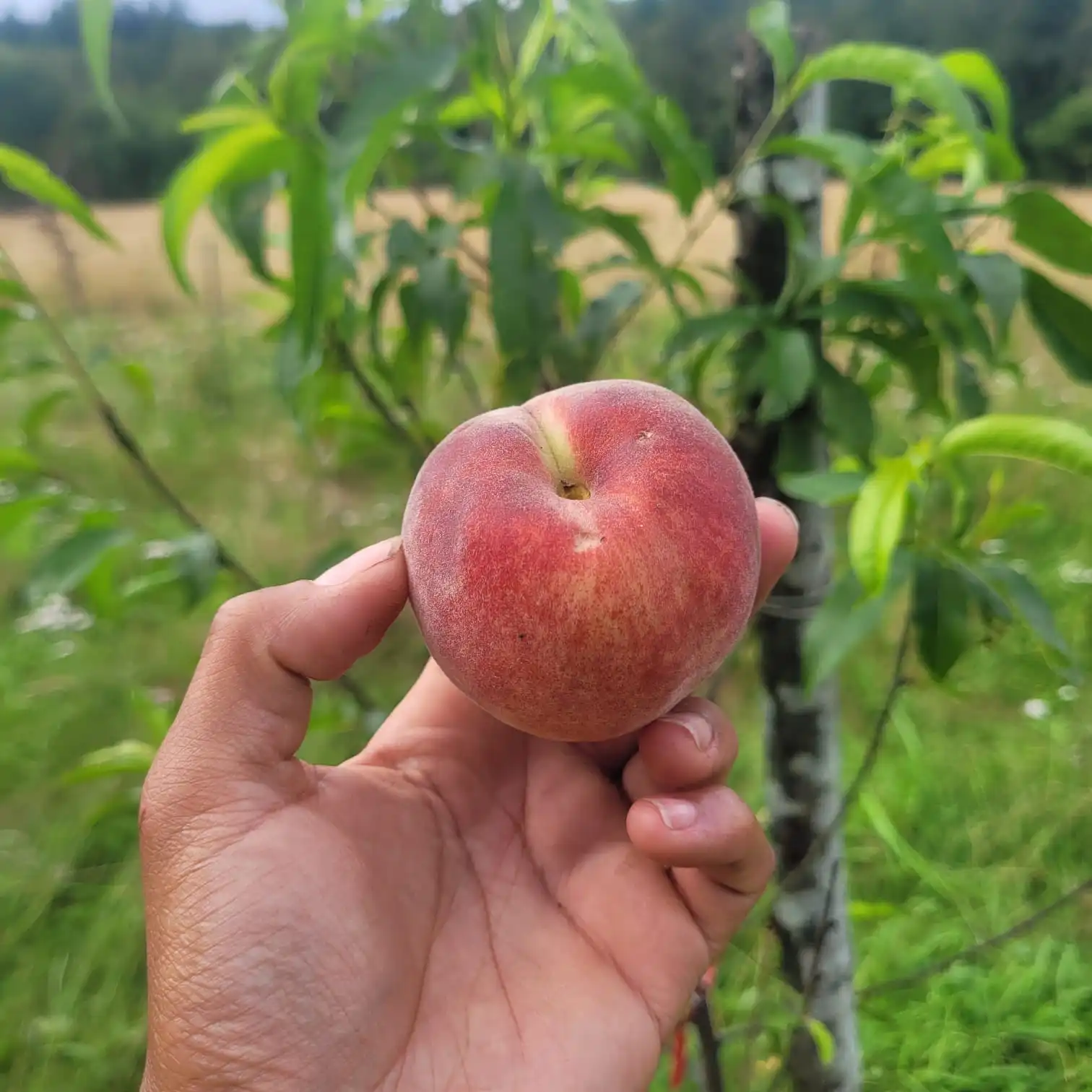 Pêche Surpasse Amsden