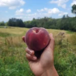 Pêche Onyx