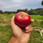 Pomme Akane
