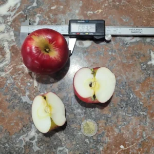 Pomme Akane