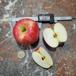 Pomme cybele