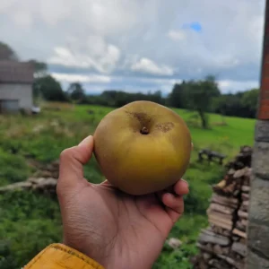 Pomme reinettes grise du canada