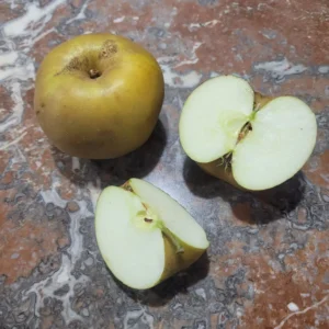 Pomme reinette grise du canada