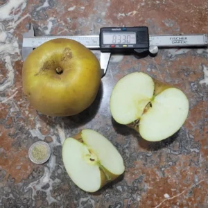 Pomme reinette grise du canada