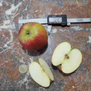 Pomme reine des reinettes