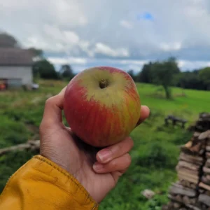 Pomme reine des reinettes