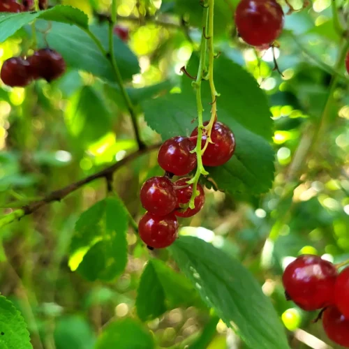 Groseillier à grappes Rovada