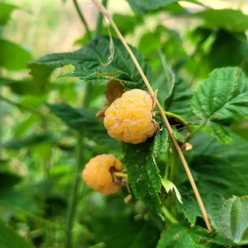 Framboisier &lsquo;Fallgold&rsquo;