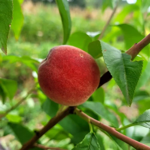 Pêcher Fleur de mai
