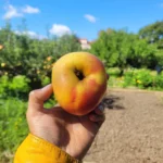 Pomme Winter Banana
