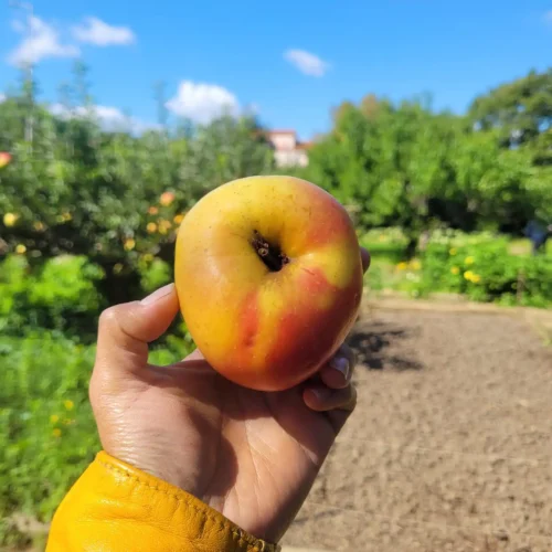 Pommier Winter Banana