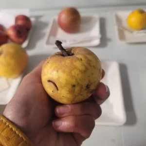 Pomme Armoise