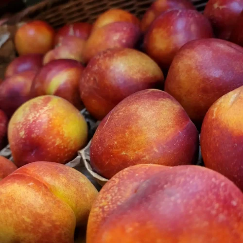 Pêcher Nectarine Felligni